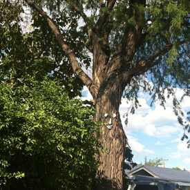 Photo of Tree Face