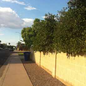 Photo of Orange Tree