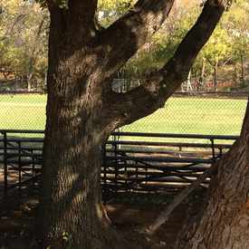 Photo of Hardy Allmond Park North