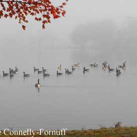 Photo of Argyle Park, Babylon, NY
