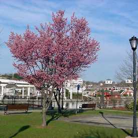 Photo of Brown Memorial Park