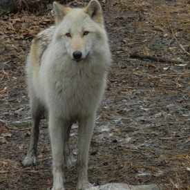 Photo of Wolf Conservational Center