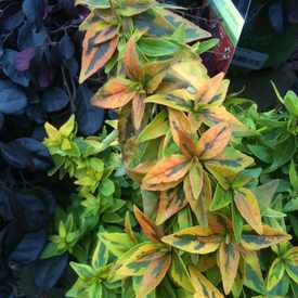 Photo of North Park Nursery By Mooch