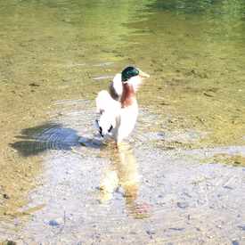 Photo of Laurelhurst City Park