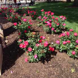 Photo of Washington Park