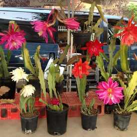 Photo of South Pasadena, Ca. Farmers Market