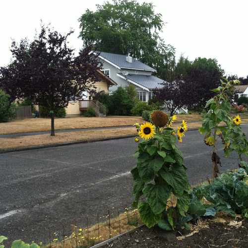 photo of SW MORGAN ST & 38TH AVE SW at 6337 38th Avenue Southwest Seattle WA 98126