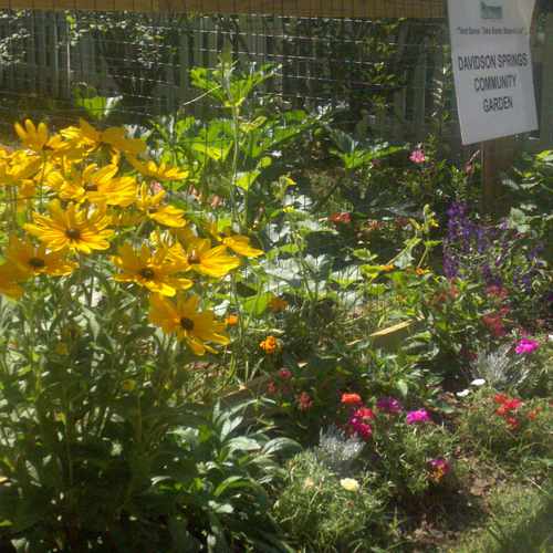photo of Davidson Springs Community Garden at 618 James Alexander Way Davidson NC 28036