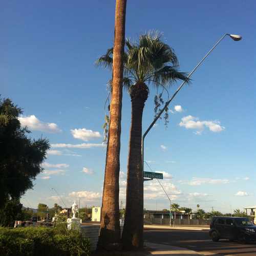 photo of Palm Trees at 708 North Alma School Road Mesa AZ 85201