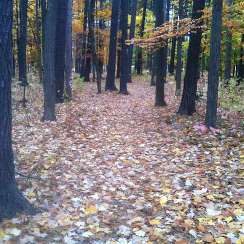 photo of Wooded Trail at College Drive Traverse City MI 49686