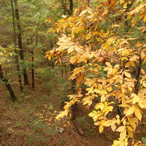 photo of 116 Early Dr at 116 Early Dr Basye-Bryce Mountain VA 22810