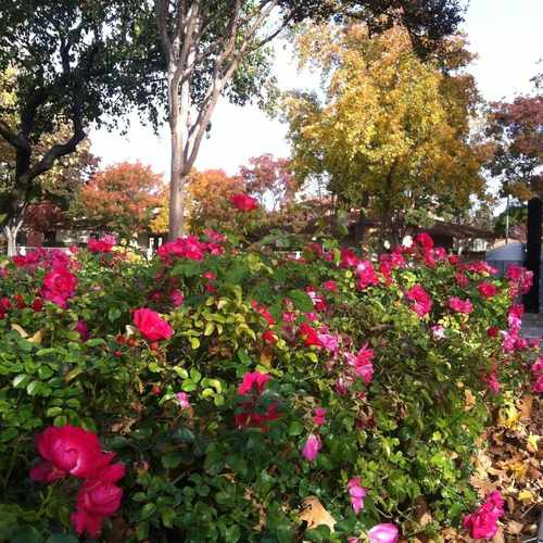 photo of Portola Park at 829 North Livermore Avenue Livermore CA 94551