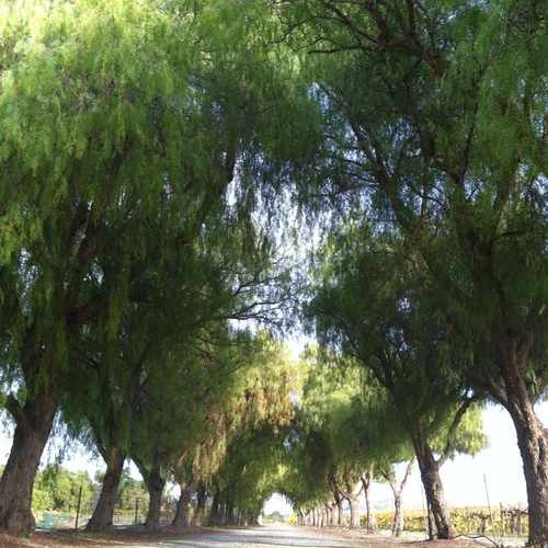 photo of Retzlaff Vineyards at 1356 South Livermore Avenue Livermore CA 94550