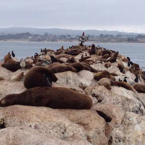 photo of Coast Guard Pier at 32 Cannery Row Monterey CA 93940