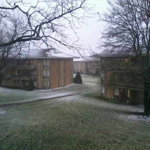 photo of Room for rent for FALL 2013 at 1305 North Annie Glidden Road DeKalb IL 60115