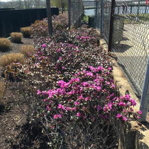 photo of Yards Park, Water Street Southeast, Washington, DC at 10 Water Street Southeast Washington DC 20003