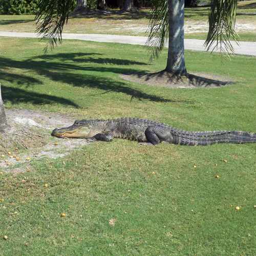 photo of Lake Venice Golf Club at 1501 Harbor Drive South Venice FL 34285