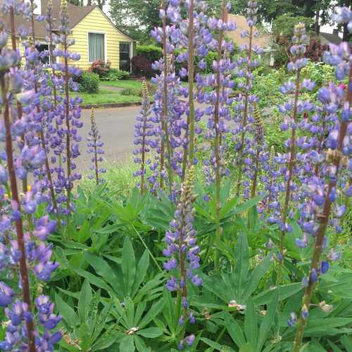 photo of Street Flower Gardens at 214 West 32nd Street Vancouver WA 98660