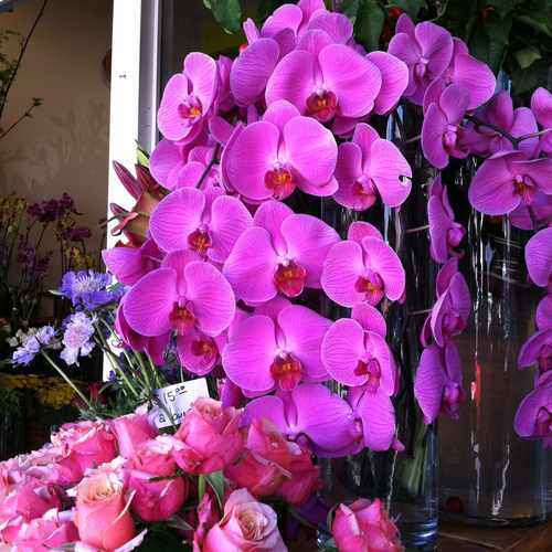 photo of Flower Shop at 4150 18th Street San Francisco CA 94114