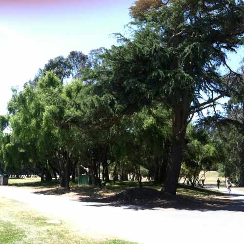 photo of Hippie Hill at Kezar Drive San Francisco CA 94117