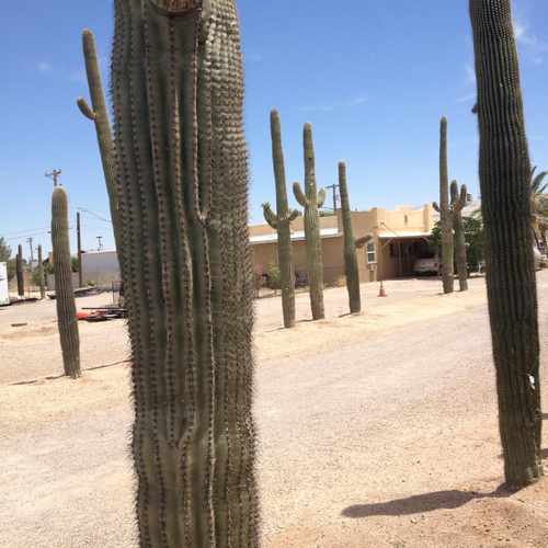 photo of Saguaro Farm at 3960 N Stone Ave Tucson AZ 85705