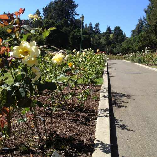 photo of Morcom Amphitheatre of Roses at 101-285 Olive Ave Piedmont CA 94610