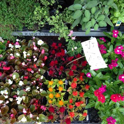 photo of Home Shopping Center at 16-71 Cornelia Street Queens NY 11385