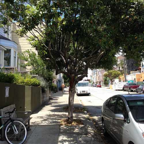 photo of The Wishing Tree at 498 San Francisco Bicycle Route 49 San Francisco CA 94114