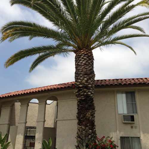 photo of Adams St at 315 North Adams Street Glendale CA 91206