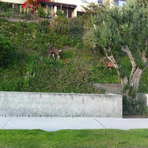 photo of Burbank Hills at Scott Way Burbank CA 91504