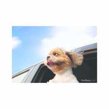 Rental info for Ashford Pointe