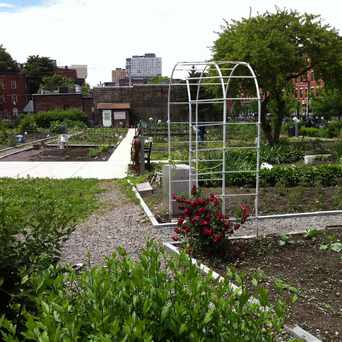 Photo of Lenox & Kendall Community Garden in Lower Roxbury, Boston