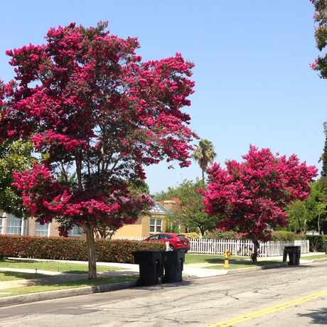 Photo of Street View in San Gabriel
