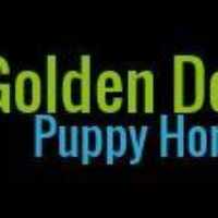 Goldendoodlepuppyhome
